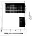 Fig. 19 - Methods of inhibiting alphavBeta3-mediated angiogenesis and tumor development