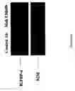 Fig. 22 - Methods of inhibiting alphavBeta3-mediated angiogenesis and tumor development