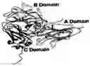 Fig. 01 - Compositions and methods for targeting or imaging a tissue in a vertebrate subject
