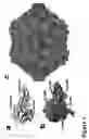 Fig. 02 - Compositions and methods for targeting or imaging a tissue in a vertebrate subject