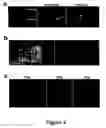 Fig. 06 - Compositions and methods for targeting or imaging a tissue in a vertebrate subject