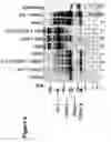 Fig. 08 - Compositions and methods for targeting or imaging a tissue in a vertebrate subject