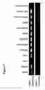 Fig. 09 - Compositions and methods for targeting or imaging a tissue in a vertebrate subject