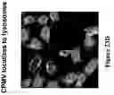 Fig. 35 - Compositions and methods for targeting or imaging a tissue in a vertebrate subject