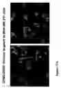 Fig. 40 - Compositions and methods for targeting or imaging a tissue in a vertebrate subject