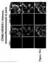 Fig. 44 - Compositions and methods for targeting or imaging a tissue in a vertebrate subject