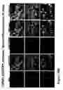 Fig. 45 - Compositions and methods for targeting or imaging a tissue in a vertebrate subject