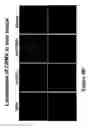 Fig. 46 - Compositions and methods for targeting or imaging a tissue in a vertebrate subject