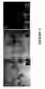 Fig. 08 - Magnetic nanoparticle compositions and methods