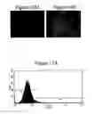 Fig. 23 - Dendrimers as molecular translocators