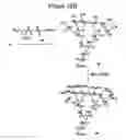 Fig. 41 - Dendrimers as molecular translocators