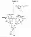 Fig. 44 - Dendrimers as molecular translocators