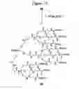 Fig. 45 - Dendrimers as molecular translocators