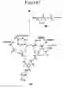 Fig. 47 - Dendrimers as molecular translocators