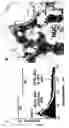 Fig. 08 - Methods and compositions for efficient gene transfer using transcomplementary vectors