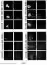 Fig. 12 - Methods and compositions for efficient gene transfer using transcomplementary vectors
