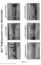Fig. 14 - Methods and compositions for efficient gene transfer using transcomplementary vectors