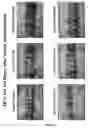 Fig. 19 - Methods and compositions for efficient gene transfer using transcomplementary vectors