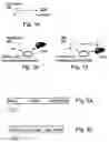 Fig. 02 - Insulin-producing bone marrow derived cells and methods of generating and using same