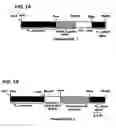 Fig. 02 - Methods for desensitizing a subject to an agent