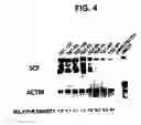 Fig. 05 - Methods for desensitizing a subject to an agent