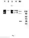 Fig. 06 - Inhibition of secretion from non-neuronal cells