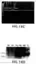 Fig. 22 - Glycoprotein VI and uses thereof