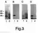 Fig. 04 - Compositions and methods for promoting or inhibiting angiogenesis