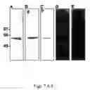 Fig. 09 - Compositions and methods for promoting or inhibiting angiogenesis