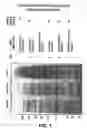Fig. 02 - Cell cycle targets and peptides