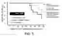 Fig. 04 - KDR peptides and vaccines comprising the same