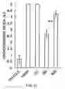 Fig. 32 - KDR peptides and vaccines comprising the same