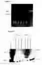Fig. 06 - Immunogenic HIV-1 multi-clade, multivalent constructs and methods of their use