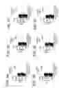 Fig. 04 - Epitopes of human immunodeficiency virus-1