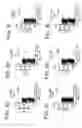 Fig. 05 - Epitopes of human immunodeficiency virus-1