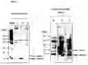 Fig. 06 - Vaccine composition
