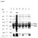 Fig. 09 - Vaccine composition