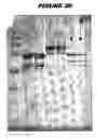 Fig. 53 - Immunisation against 