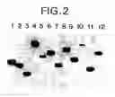 Fig. 04 - Identification of genes