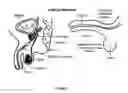 Fig. 05 - Methods for treating a stricture with a botulinum toxin