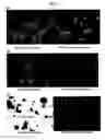 Fig. 03 - Agglomerated starch compositions