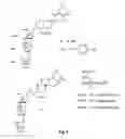 Fig. 06 - Insecticidal extract from legume plants and method of preparing the same