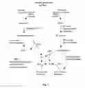 Fig. 08 - Insecticidal extract from legume plants and method of preparing the same