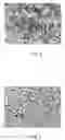 Fig. 06 - ANODE, BATTERY, AND METHOD OF MANUFACTURING SAME