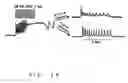 Fig. 44 - Ion channel assay methods