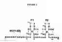 Fig. 03 - Switchable nucleic acids for diagnostics, screening and molecular electronics