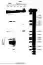 Fig. 06 - Method of screening compounds which inhibit the initiation of the retrotranscription of the rna of virus hiv-1 and means for implementing same