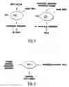 Fig. 02 - Screening methods for identifying viral proteins with interferon antagonizing functions and potential antiviral agents