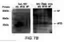 Fig. 06 - Screening methods for identifying viral proteins with interferon antagonizing functions and potential antiviral agents