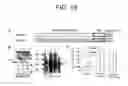 Fig. 20 - Virus-like particles, methods of preparation, and immunogenic compositions